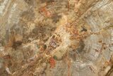 Polished Petrified Wood (Araucaria) Round - Madagascar #376075-1